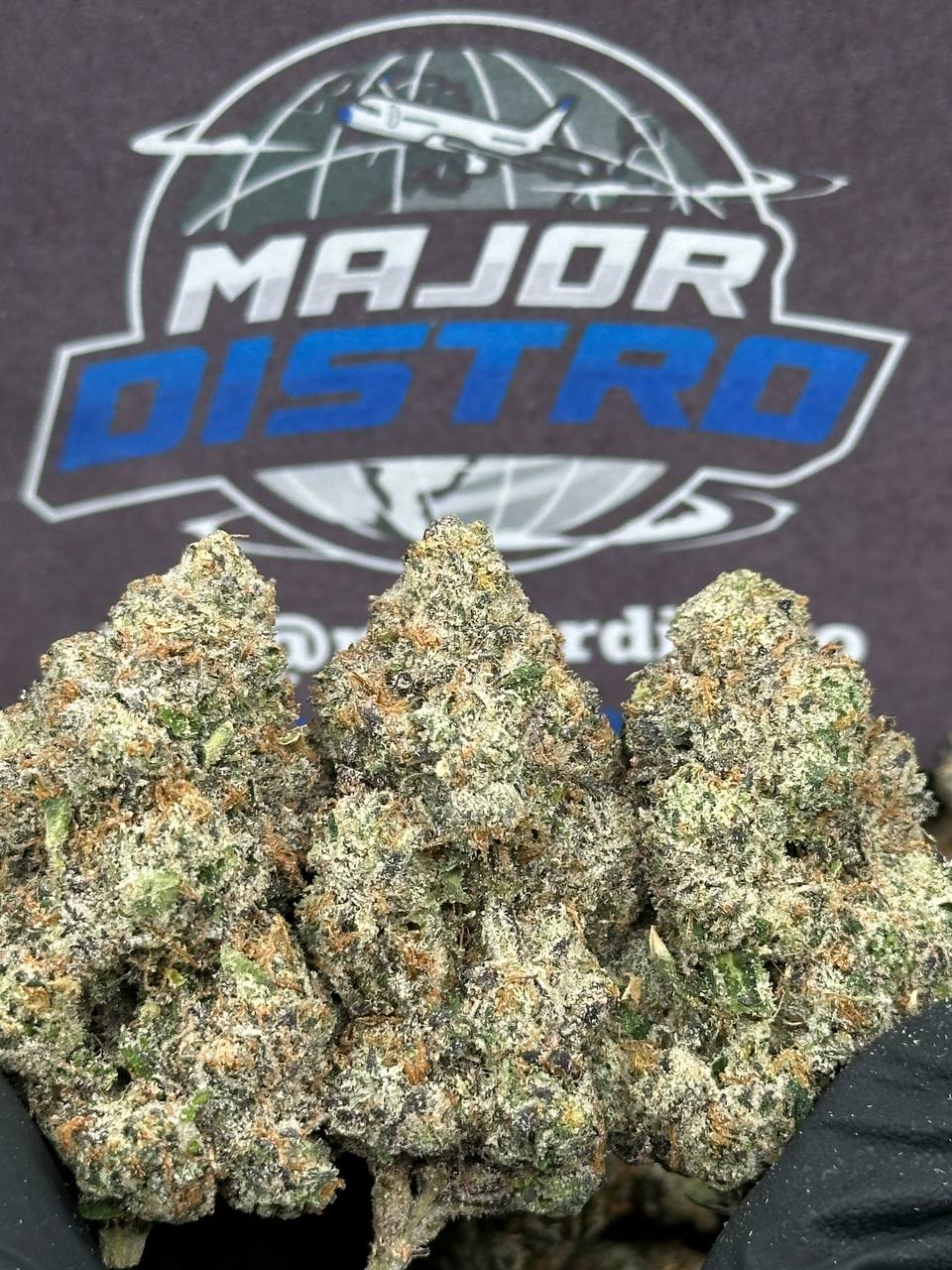#IN801 - Candy Cream (Hybrid)