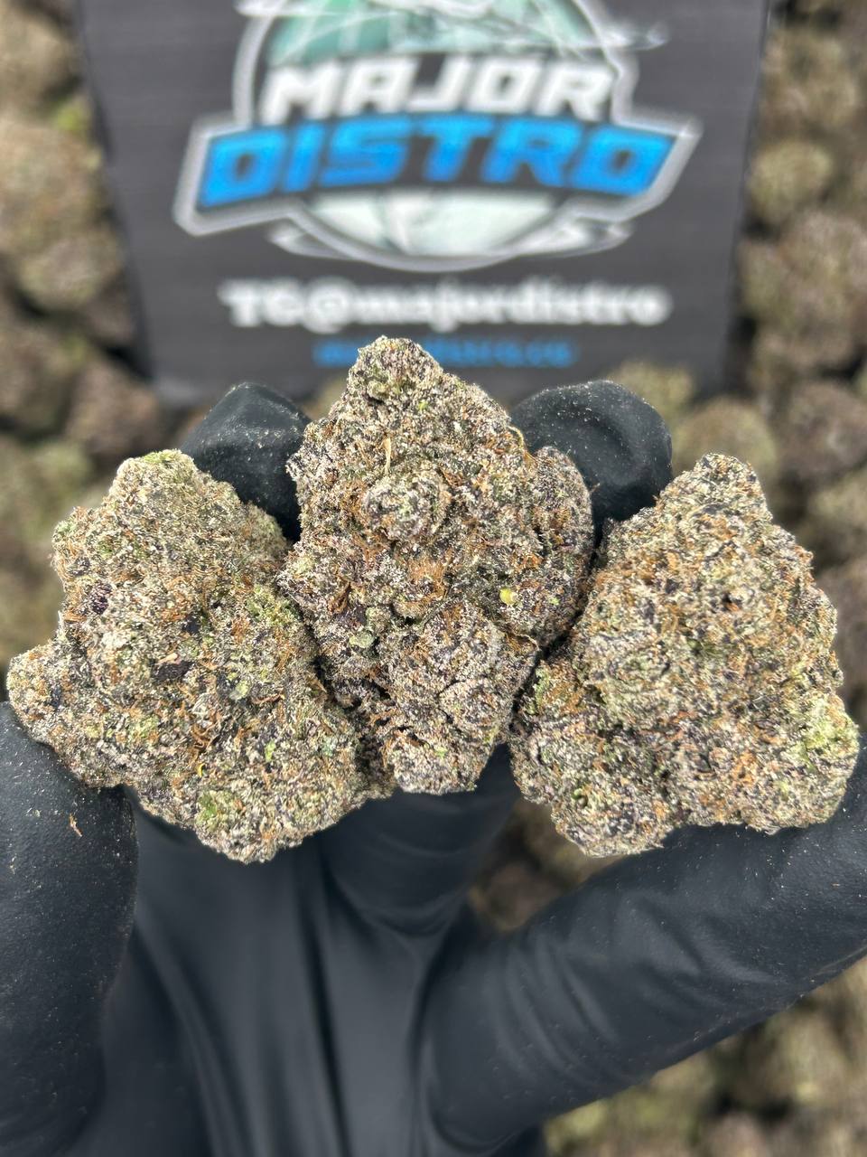 #N-CH373 - 41 Cherry (Hybrid)