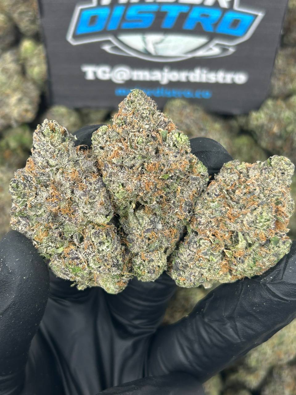 #N-EA815 - Banana Bread Z (Hybrid)