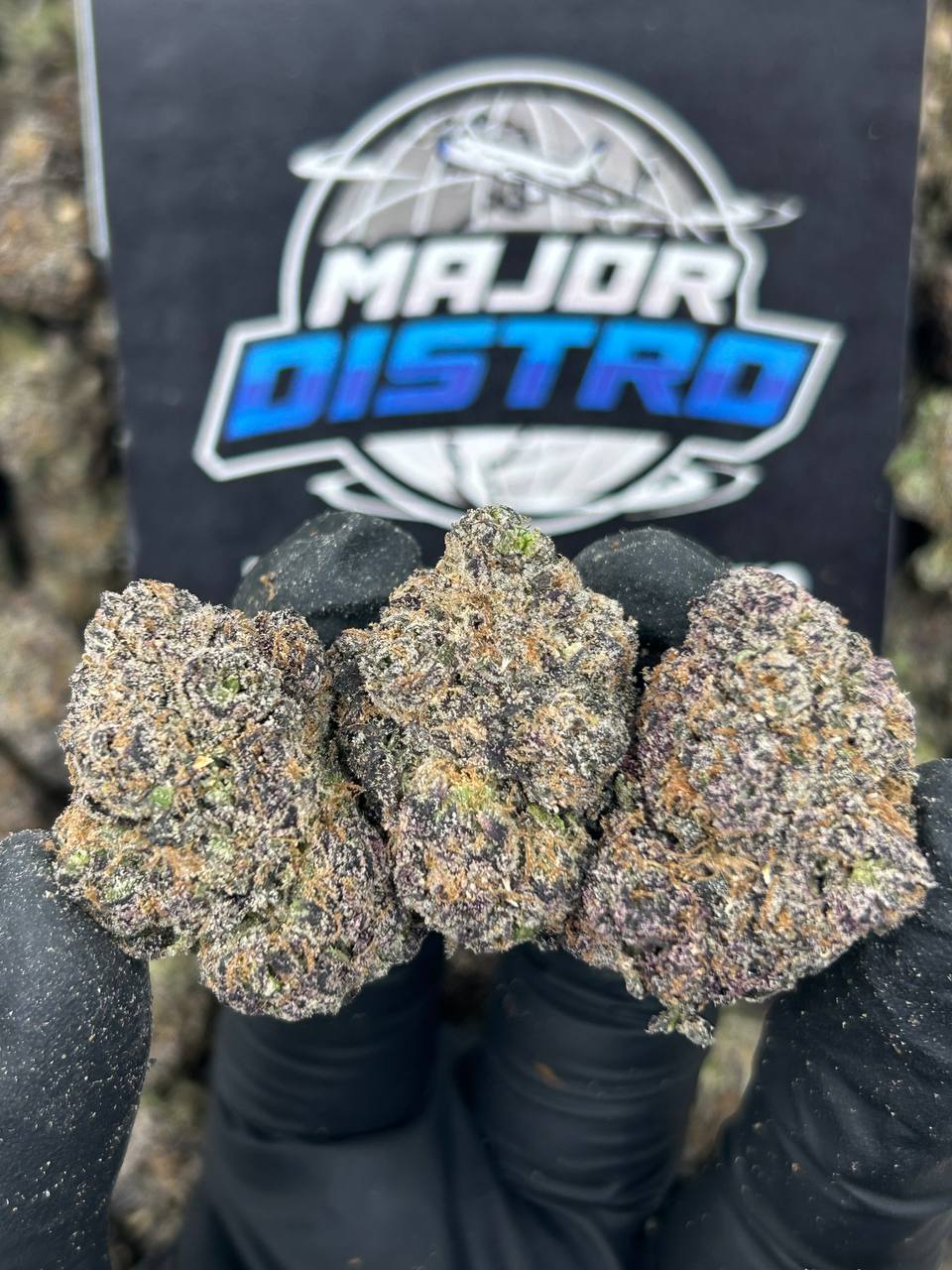 #N-CM1135 - Mango Sorbet (Indica)